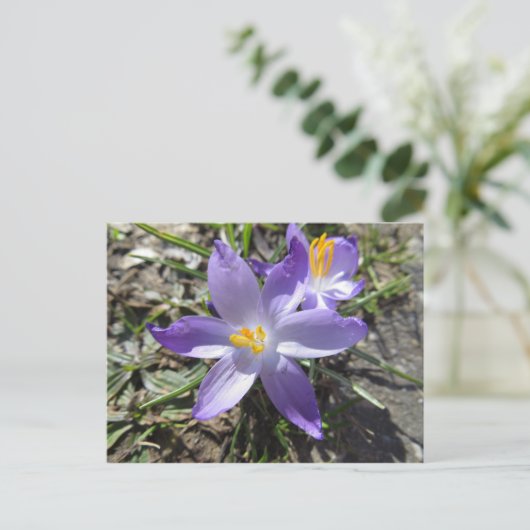 春 ポストカード (スタンド正面)