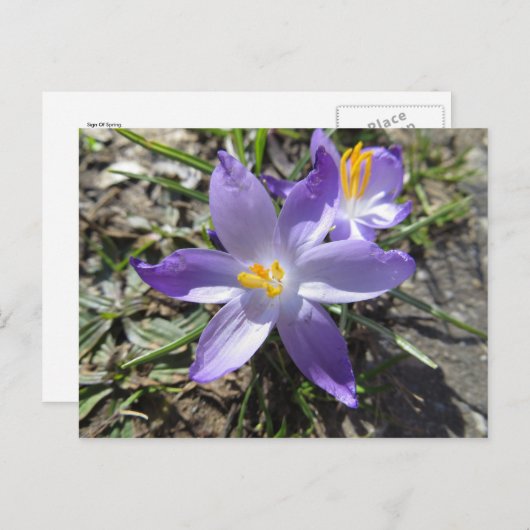 春 ポストカード (正面/裏面)