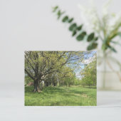 春 ポストカード (スタンド正面)