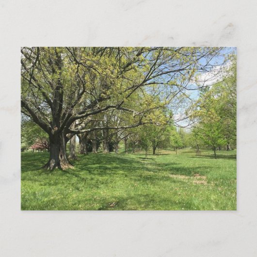 春 ポストカード (正面)