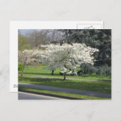 春 ポストカード (正面/裏面)