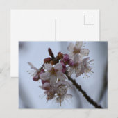 春 ポストカード (正面/裏面)