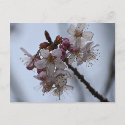 春 ポストカード (正面)