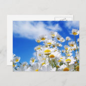 春 ポストカード (正面/裏面)