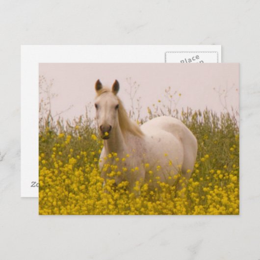 春 ポストカード (正面/裏面)