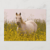 春 ポストカード (正面)