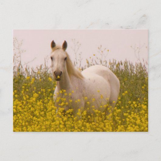 春 ポストカード (正面)