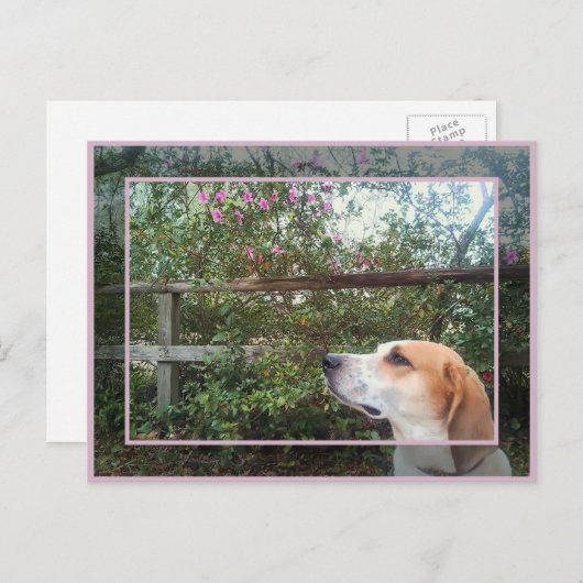 春 ポストカード (正面/裏面)