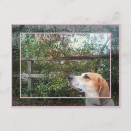 春 ポストカード