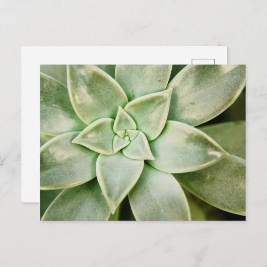 春 ポストカード (正面/裏面)