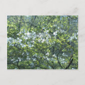 春 ポストカード (正面)