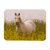 春 マグネット (横)