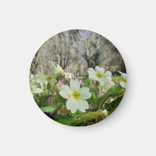 春 マグネット (正面)