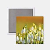 春 – マグネット (正面/裏面)