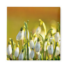 春 – マグネット