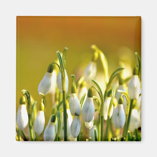 春 – マグネット (正面)