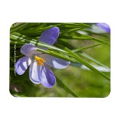 春 マグネット (横)