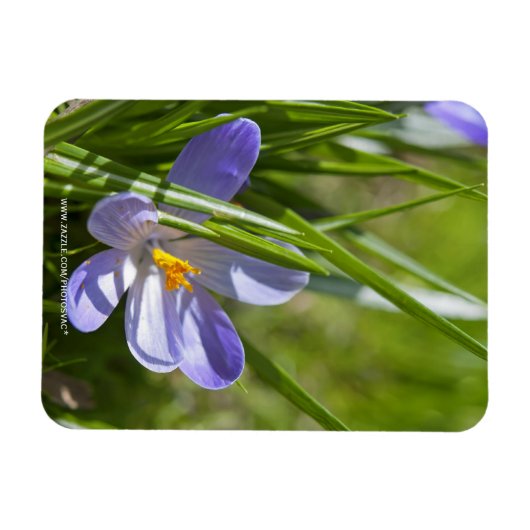 春 マグネット (横)