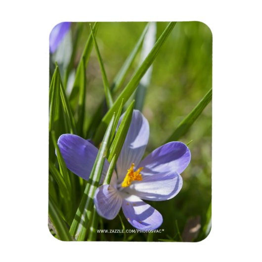 春 マグネット (縦)