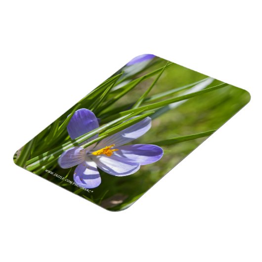 春 マグネット (左側)