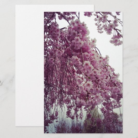 春 便箋 (正面/裏面)