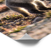 春 – 北極キツネ ポスター (角)