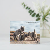 春 – 北極キツネ ポストカード (スタンド正面)