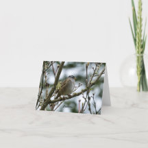 春《鳥》アメリカゴガラカード