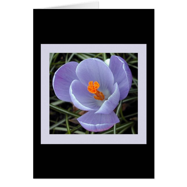 春#2の植物相 (正面)