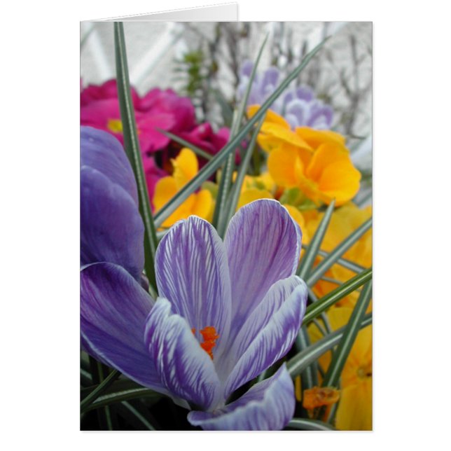 春#3の植物相 (正面)