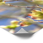 春- Apple Blomsポスター/プリント ポスター (角)