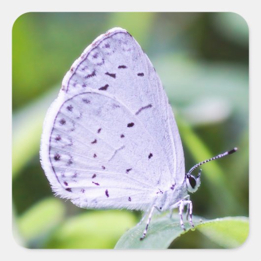 春Azure Butterflyステッカー スクエアシール (正面)