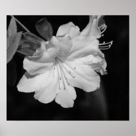 春IIの美しい ポスター