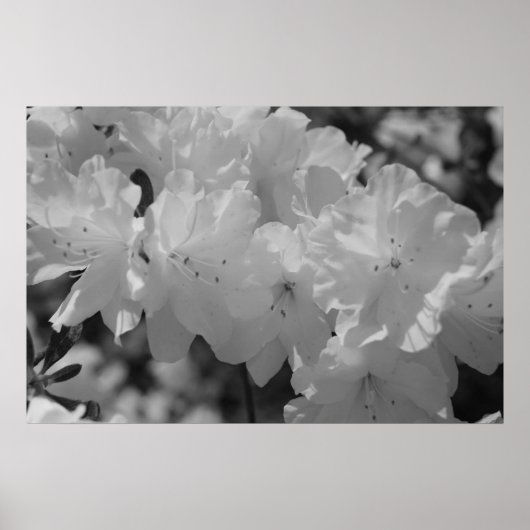 春IIIの美しい ポスター (正面)