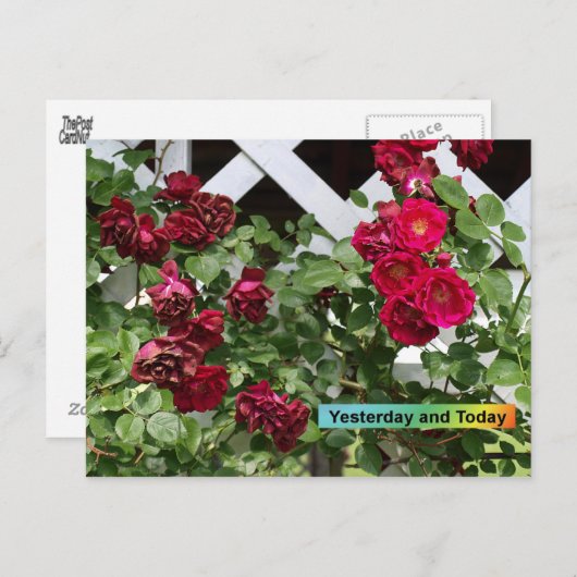 昨日そして今日 ポストカード (正面/裏面)