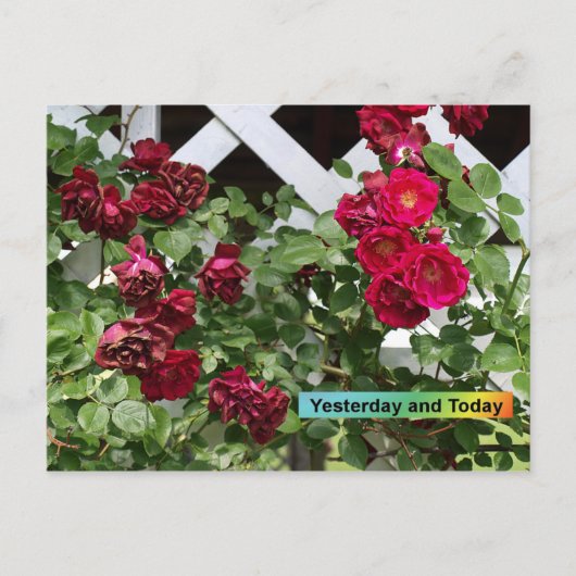 昨日そして今日 ポストカード (正面)