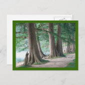 昨日の木はがき ポストカード (正面/裏面)