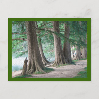 昨日の木はがき ポストカード