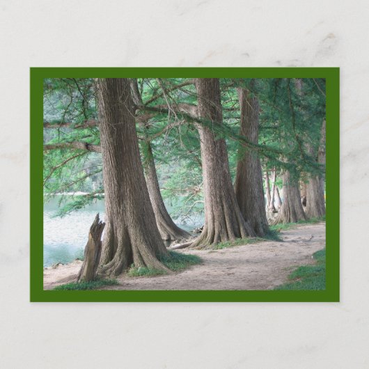 昨日の木はがき ポストカード (正面)