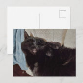 昼寝する黒猫 ポストカード (正面/裏面)