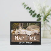 昼寝タイムライオンカブス南アフリカ ポストカード (スタンド正面)