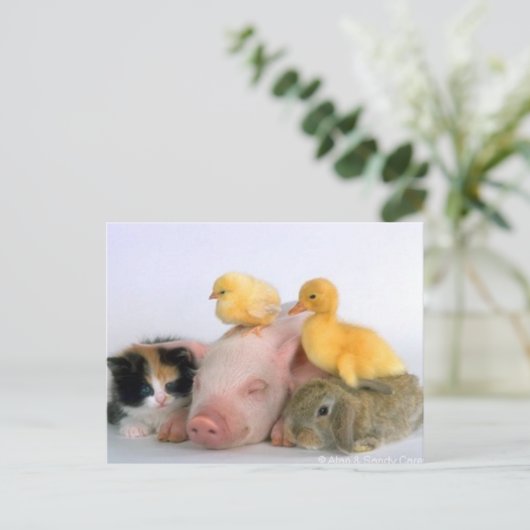 昼寝時間 ポストカード (スタンド正面)