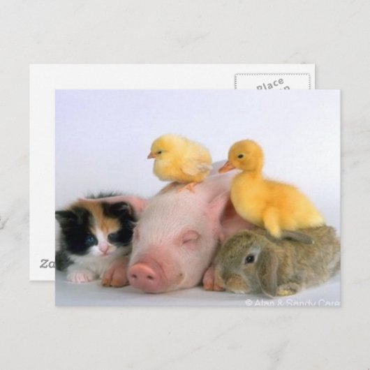 昼寝時間 ポストカード (正面/裏面)