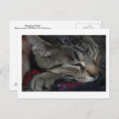 昼寝虎猫はがき ポストカード (正面/裏面)
