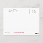 昼寝虎猫はがき ポストカード (裏面)