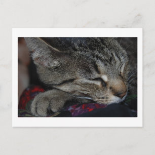 昼寝虎猫はがき ポストカード