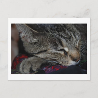 昼寝虎猫はがき ポストカード
