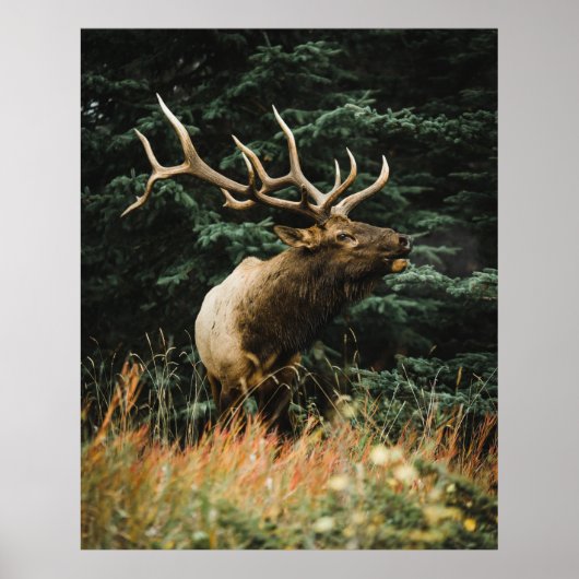 昼間のアカシカ ポスター (正面)