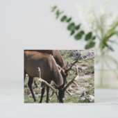 昼食時間 ポストカード (スタンド正面)