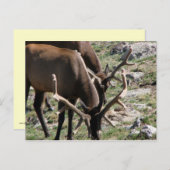 昼食時間 ポストカード (正面/裏面)